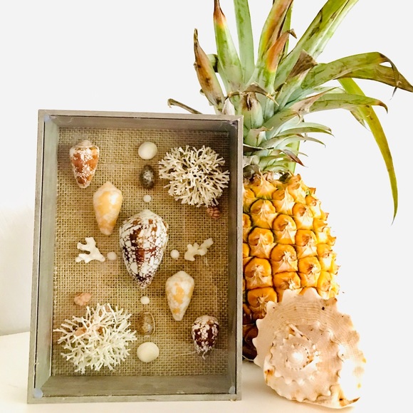 Rare Hawaiian Sea Shell Shadowbox - Picture 1 of 3